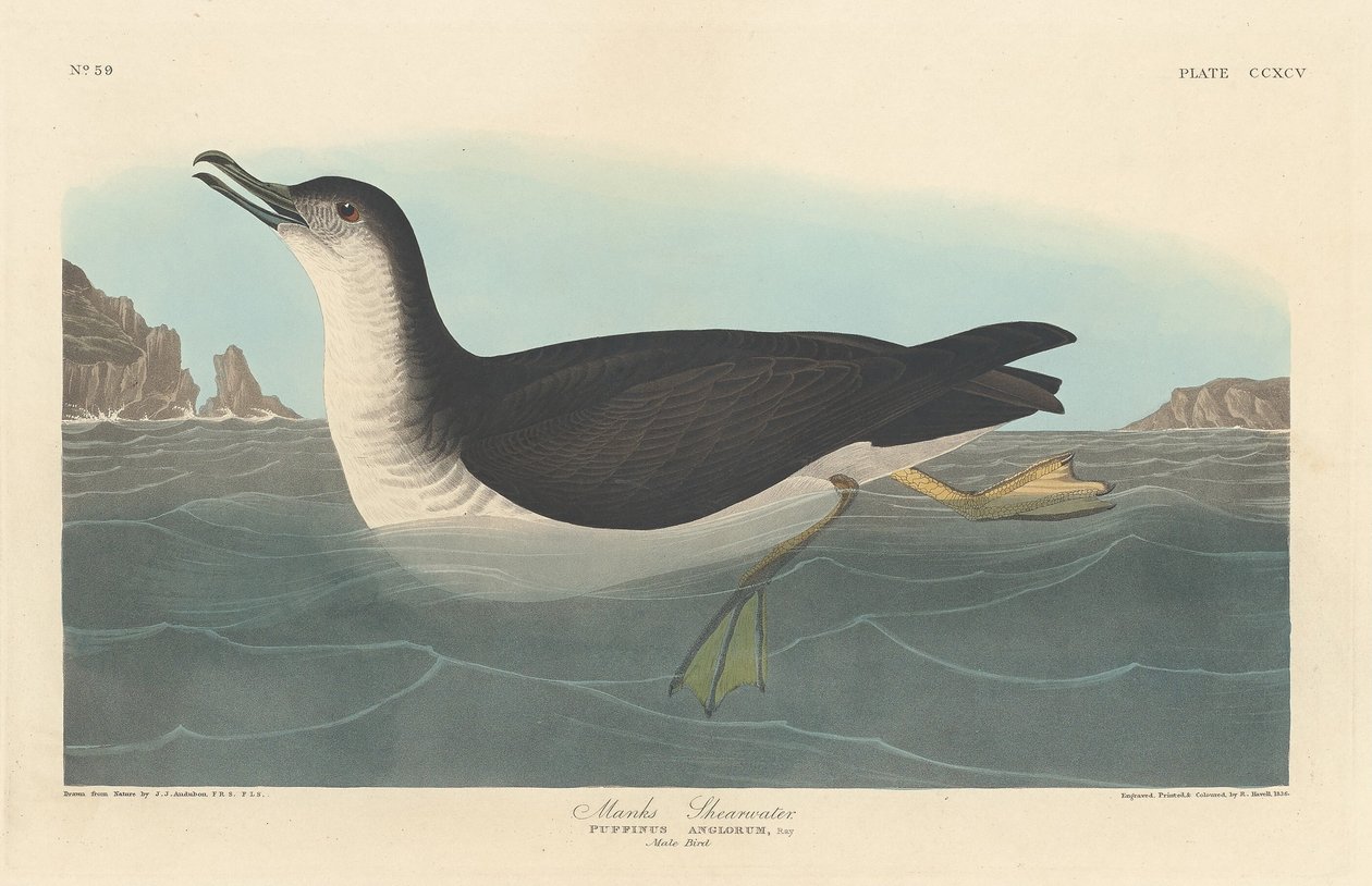 Manks Shearwater, 1836. av Robert Havell