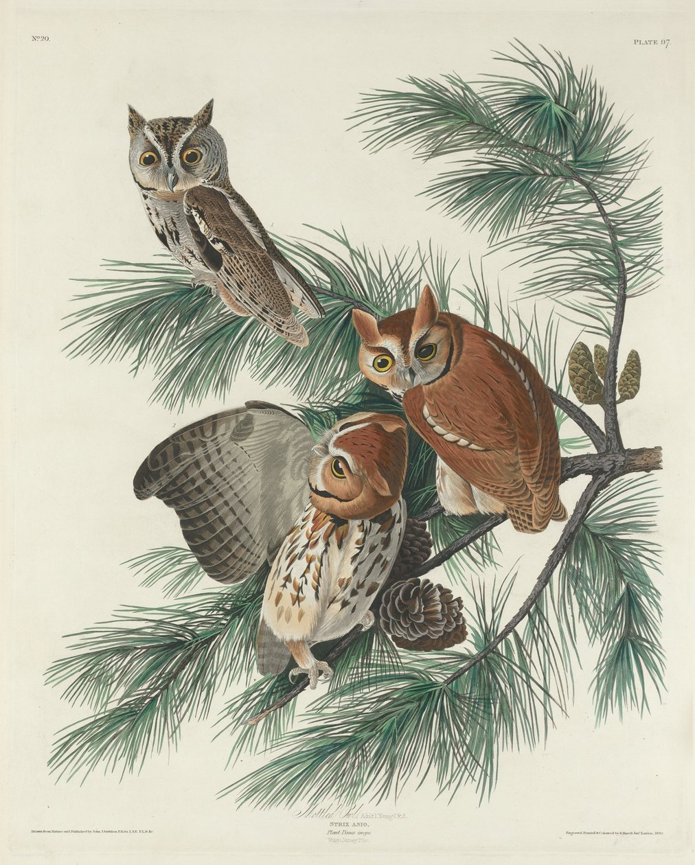 fläckig uggla, 1830. av Robert Havell