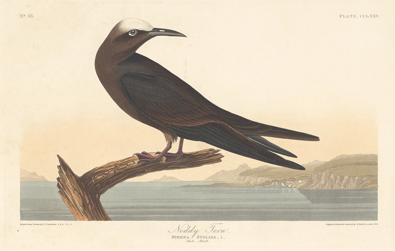 Noddy Tern, 1835. av Robert Havell