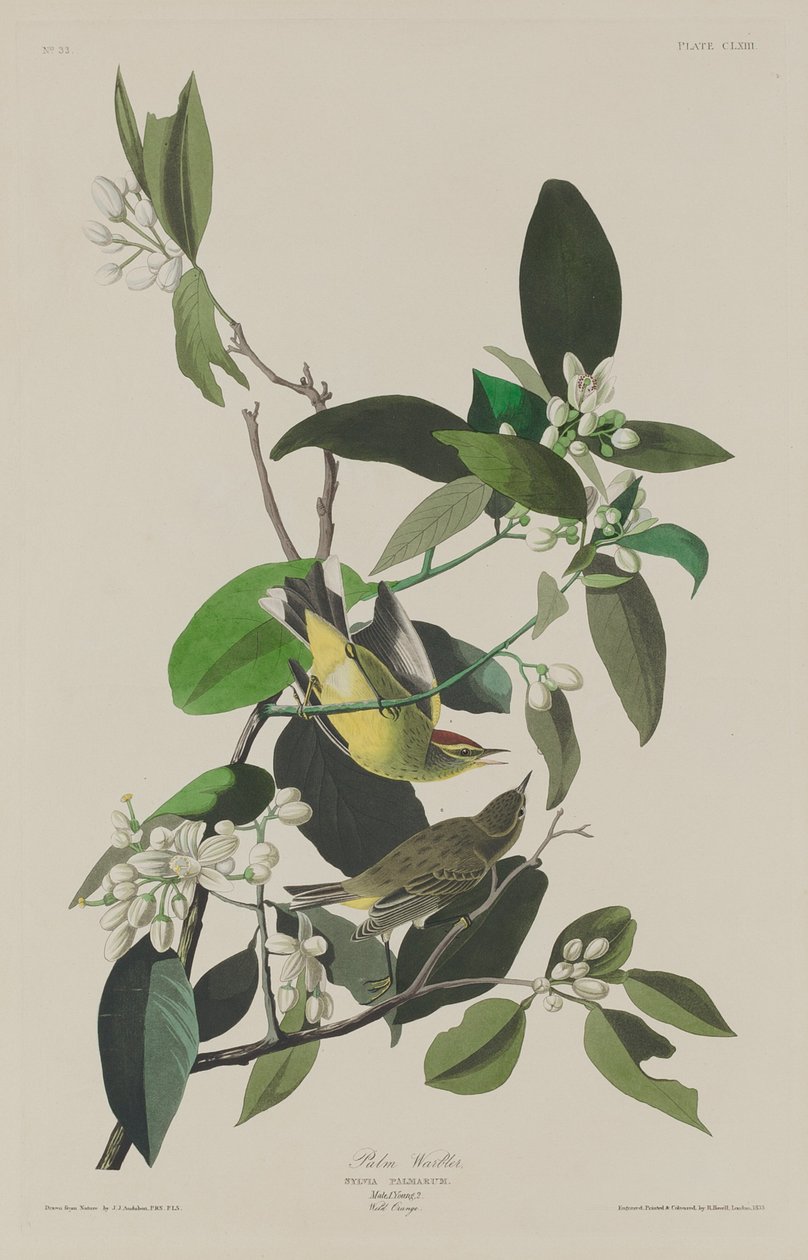 Palmsångare, 1833. av Robert Havell