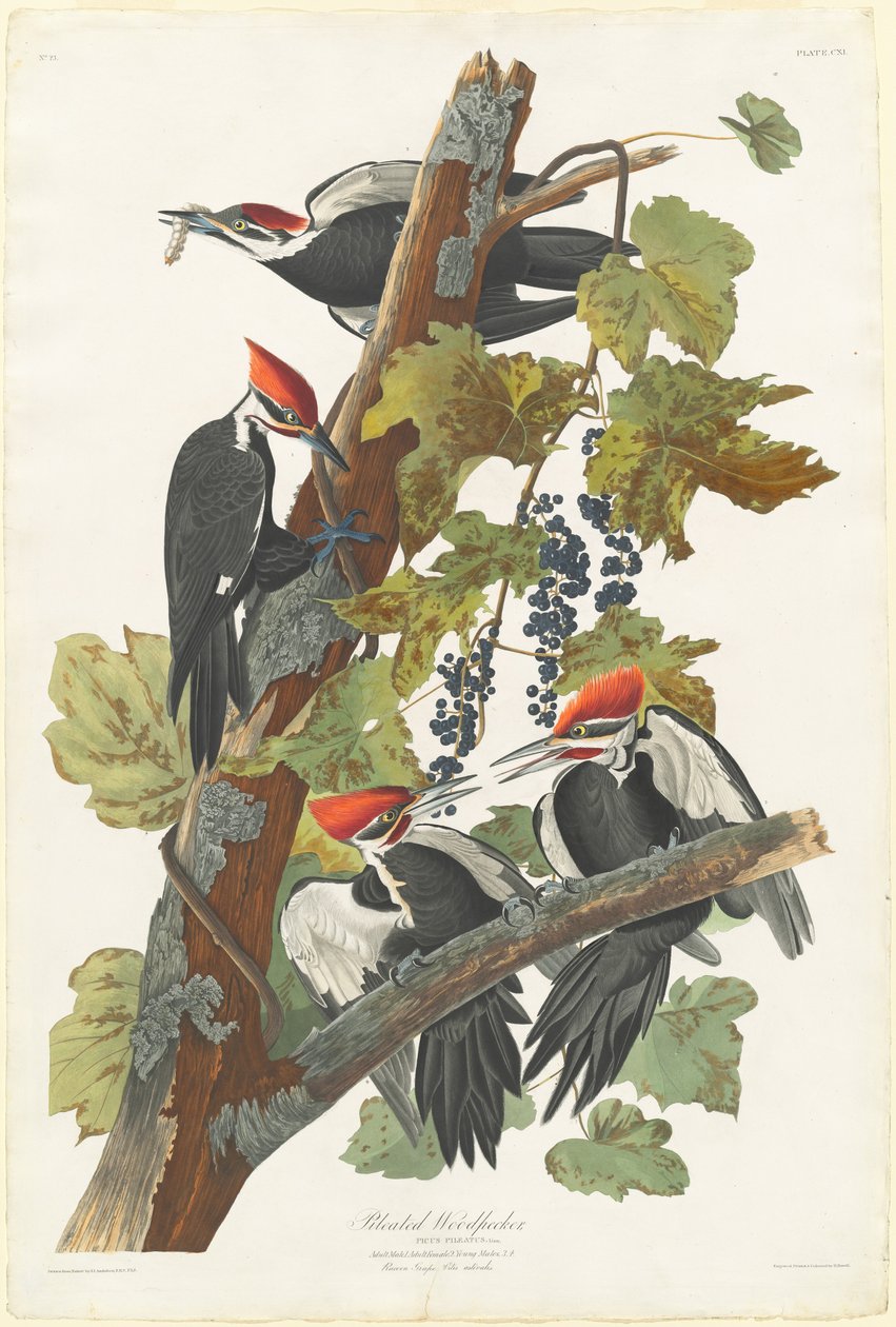 Pileated hackspett, 1831. av Robert Havell