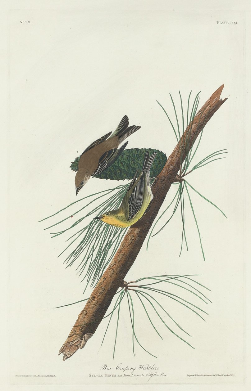 Tallkrypsångare, 1832. av Robert Havell