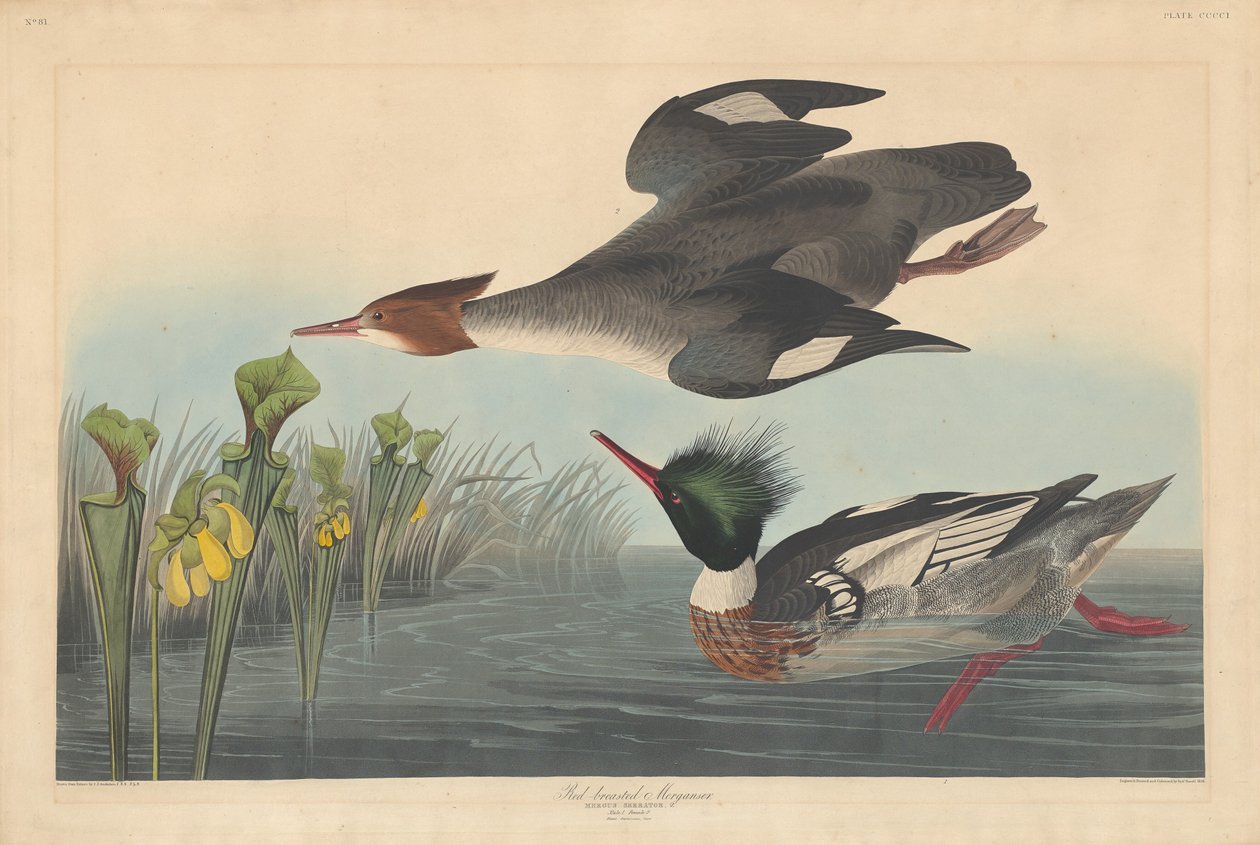 Rödbrystad Merganser, 1838. av Robert Havell