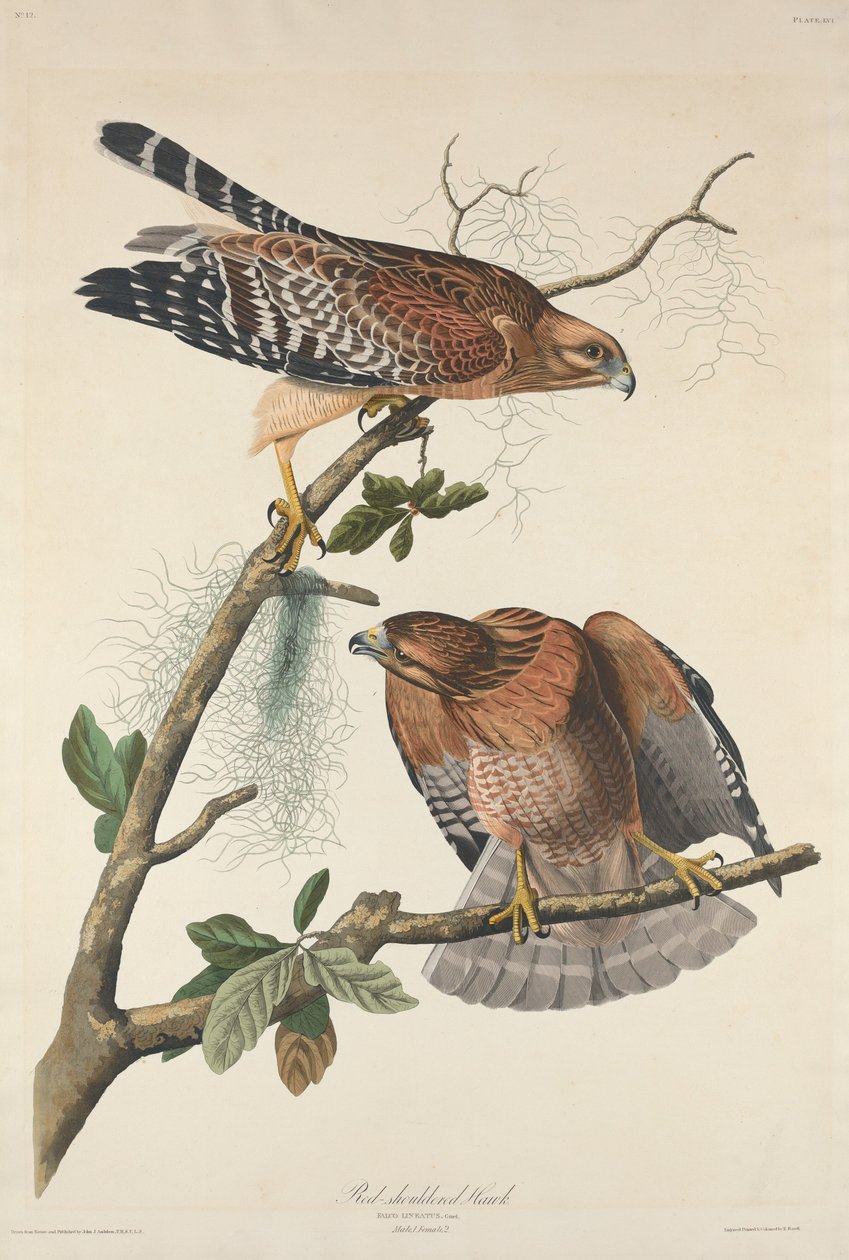 Rödaxlad hök, 1829. av Robert Havell