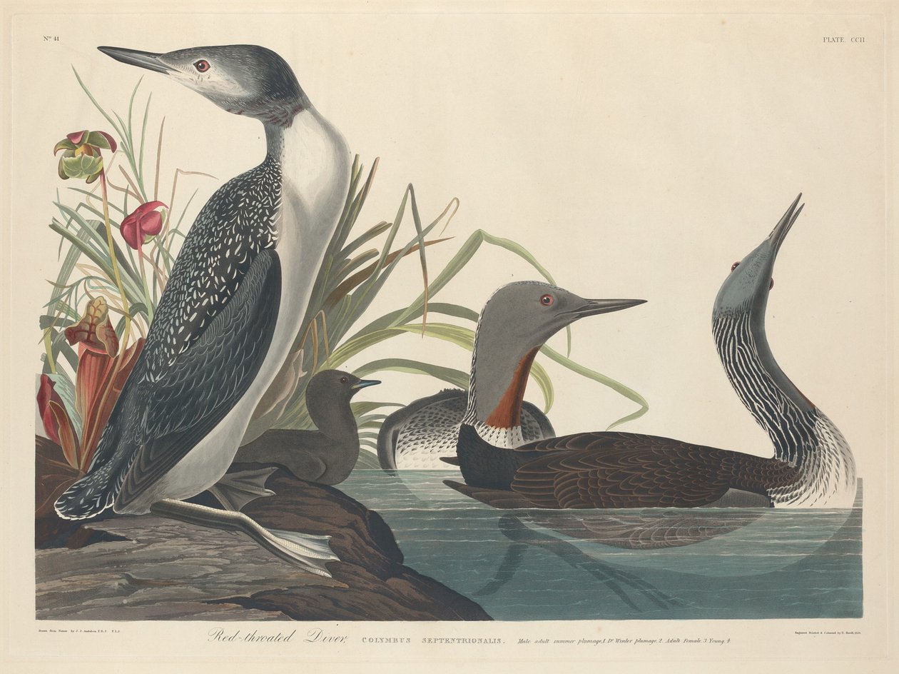 Rödstrupig dykare, 1834. av Robert Havell