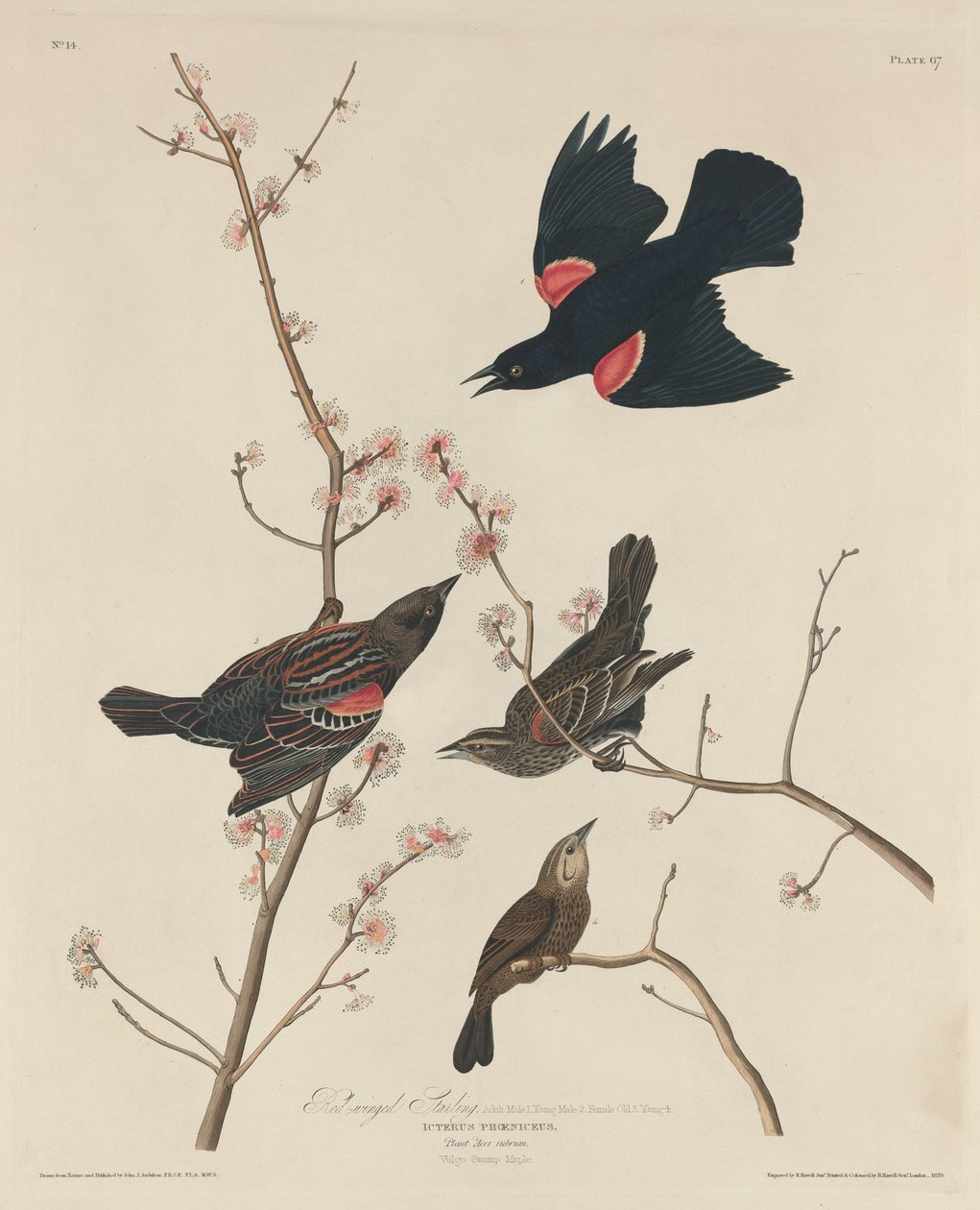 Rödvingad stare, 1829. av Robert Havell