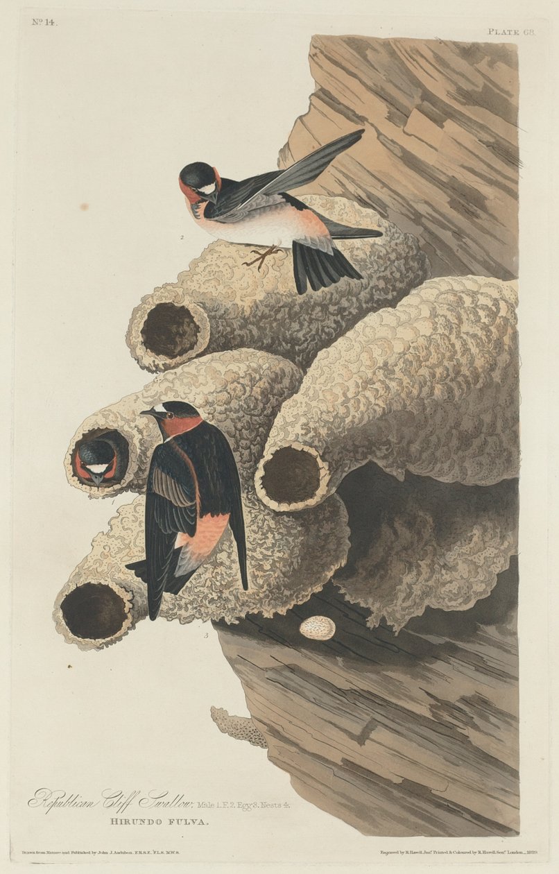 Republikanska Cliff Swallow, 1829. av Robert Havell