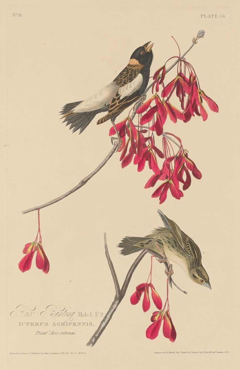 Rissparv, 1829. av Robert Havell