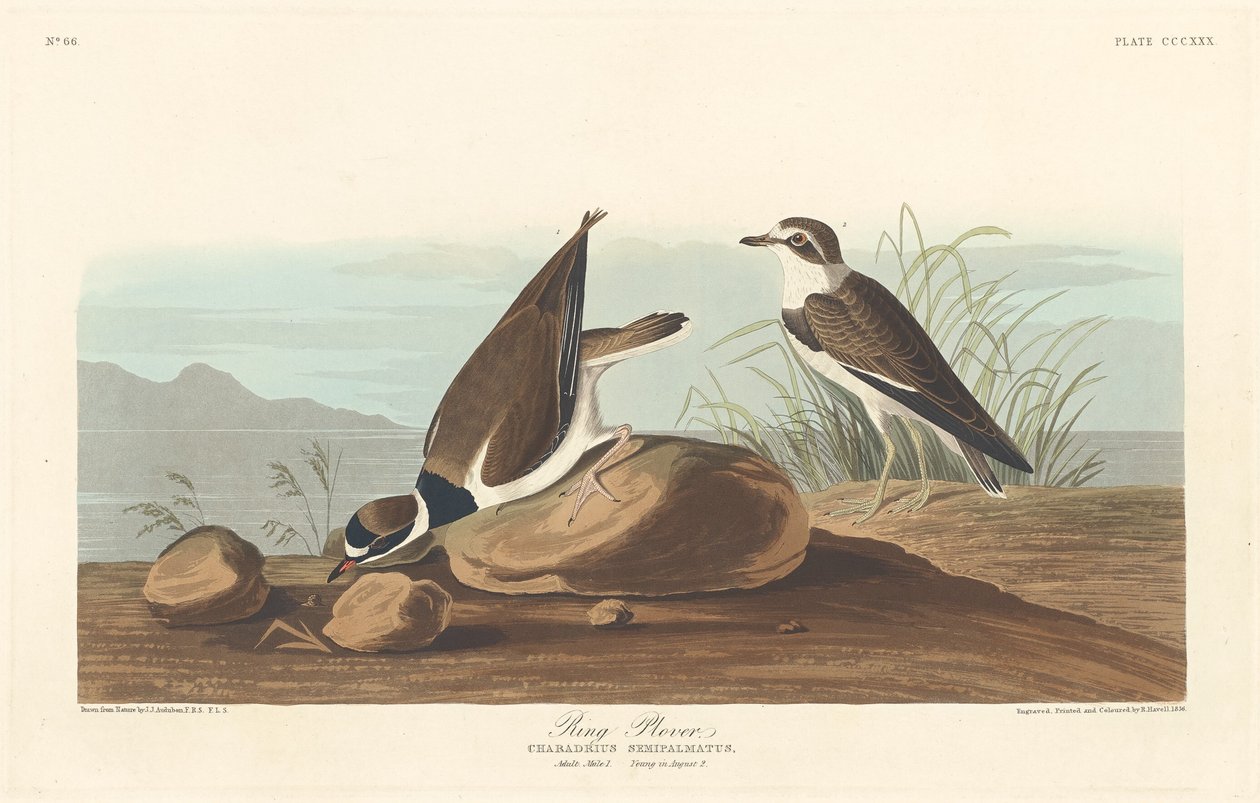 Ringpipare, 1836. av Robert Havell