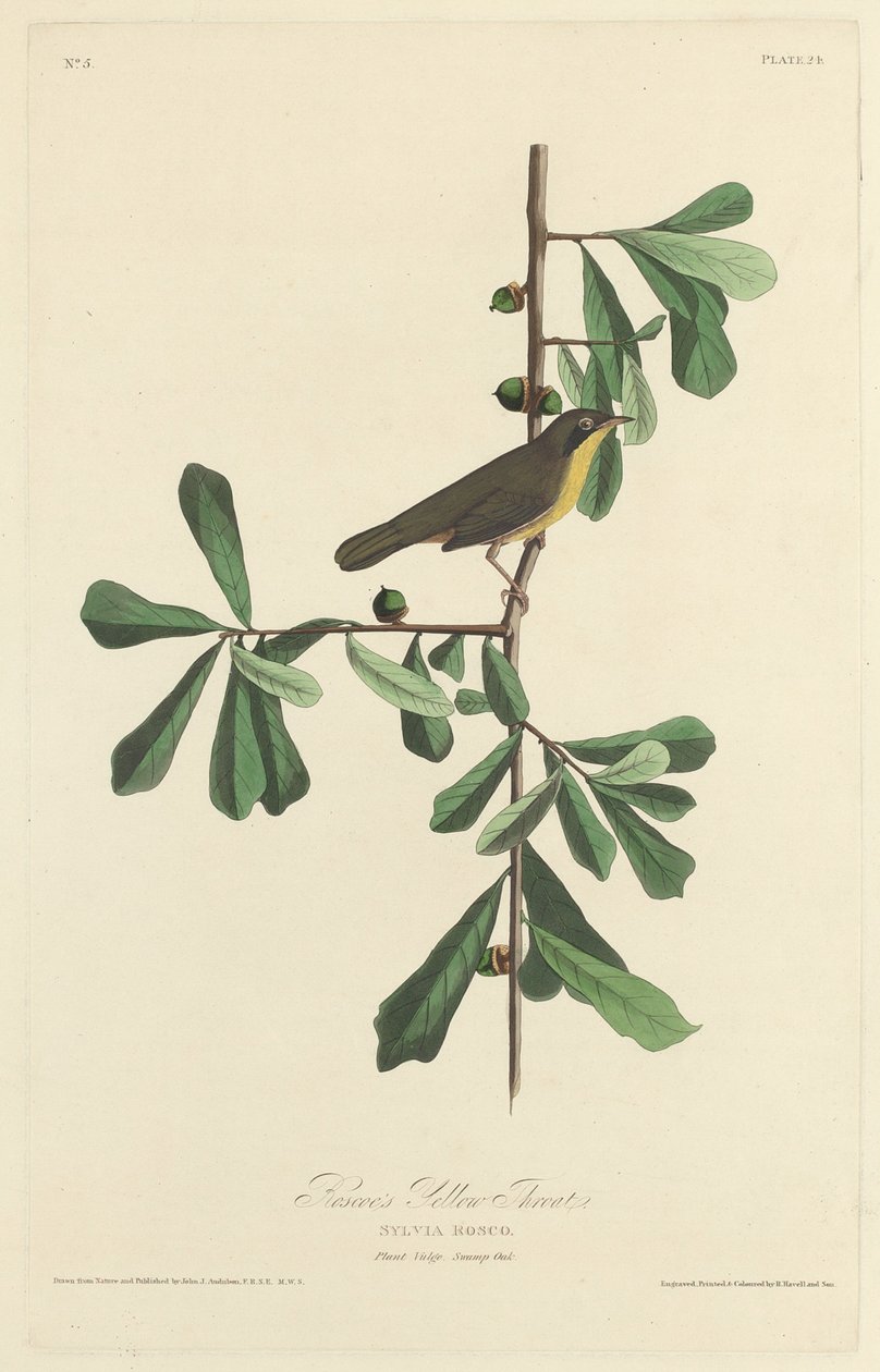 Roscoes gula hals, 1827. av Robert Havell