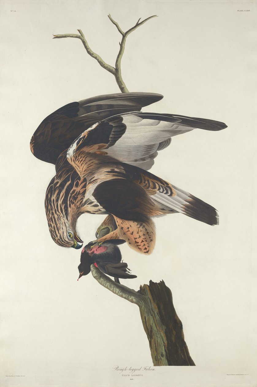 Råbent falk, 1833. av Robert Havell