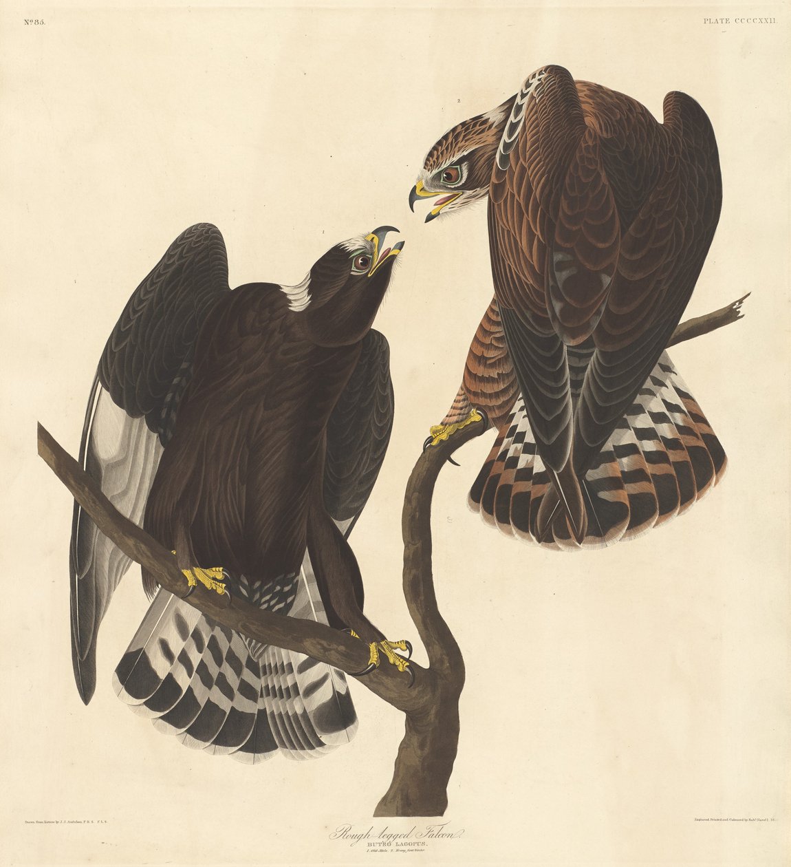 Råbent falk, 1838. av Robert Havell