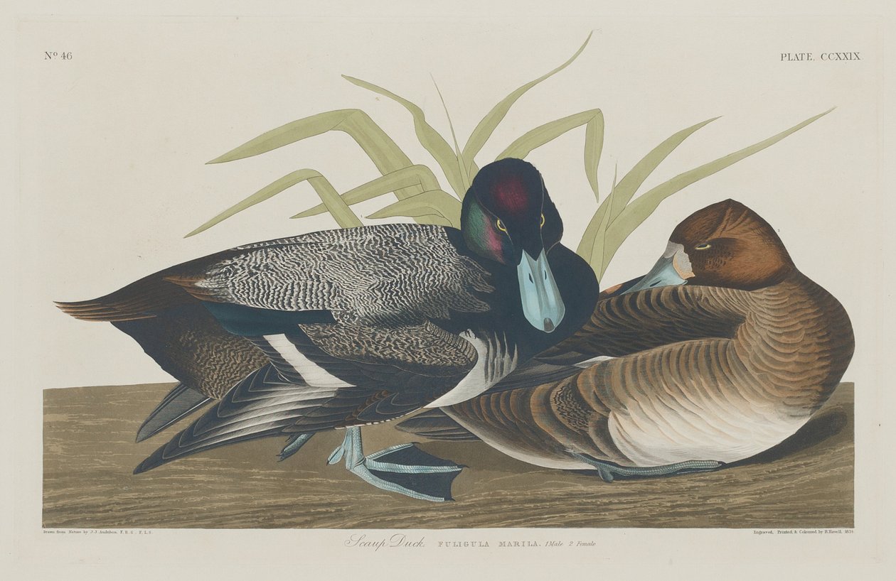 Snäckanka, 1834. av Robert Havell