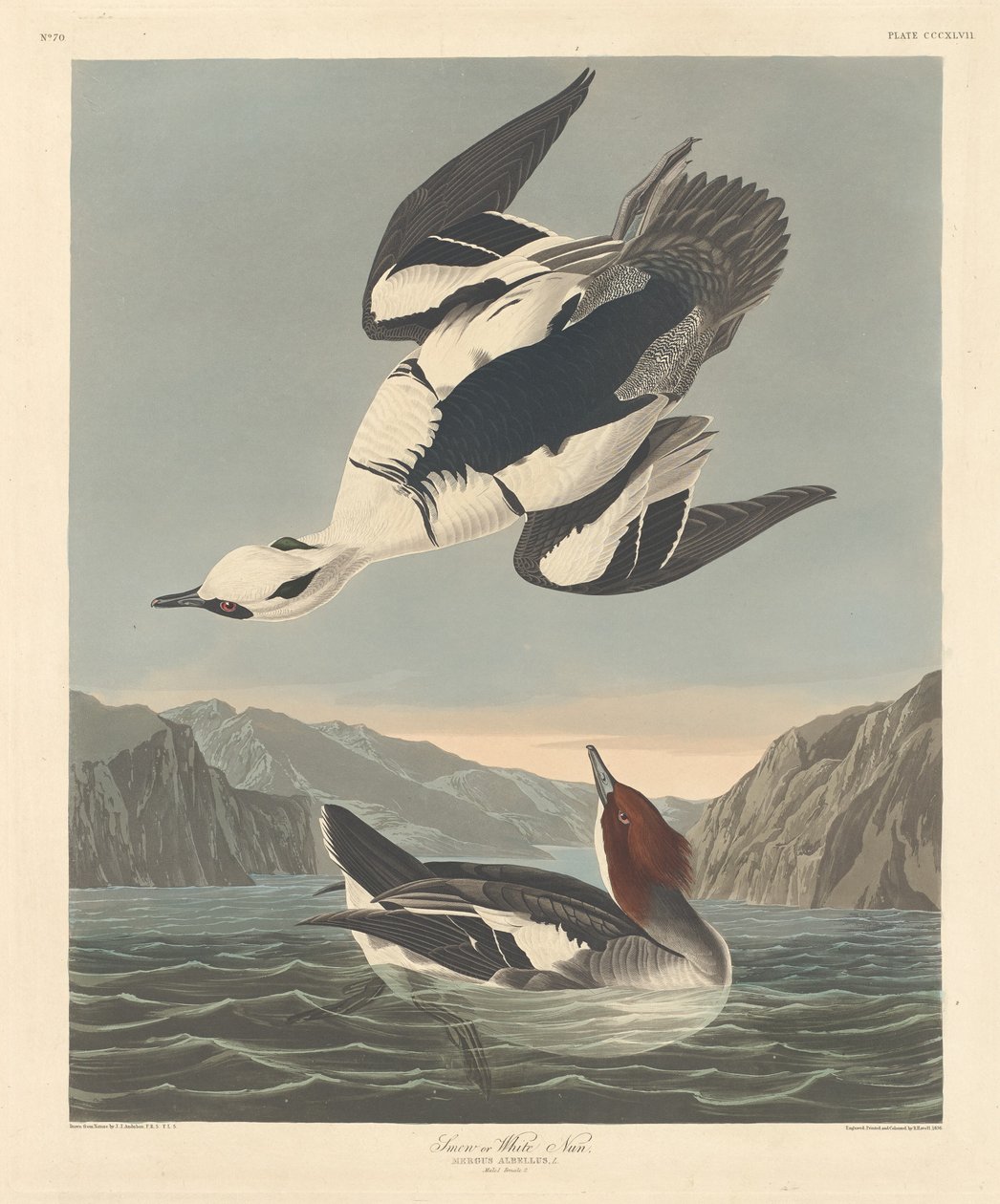 Smew eller White Nun, 1836. av Robert Havell