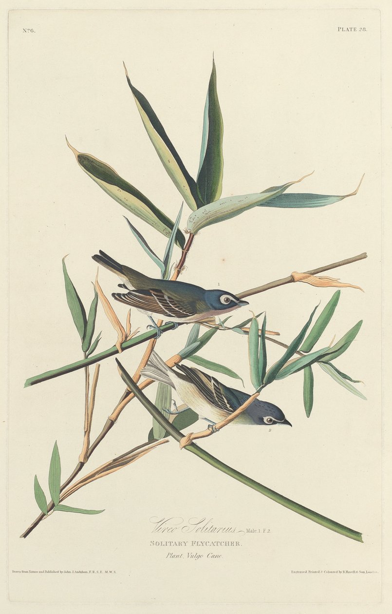 Ensam flugsnappare, 1828. av Robert Havell