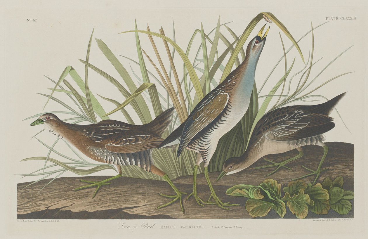 Sora eller järnväg, 1834. av Robert Havell