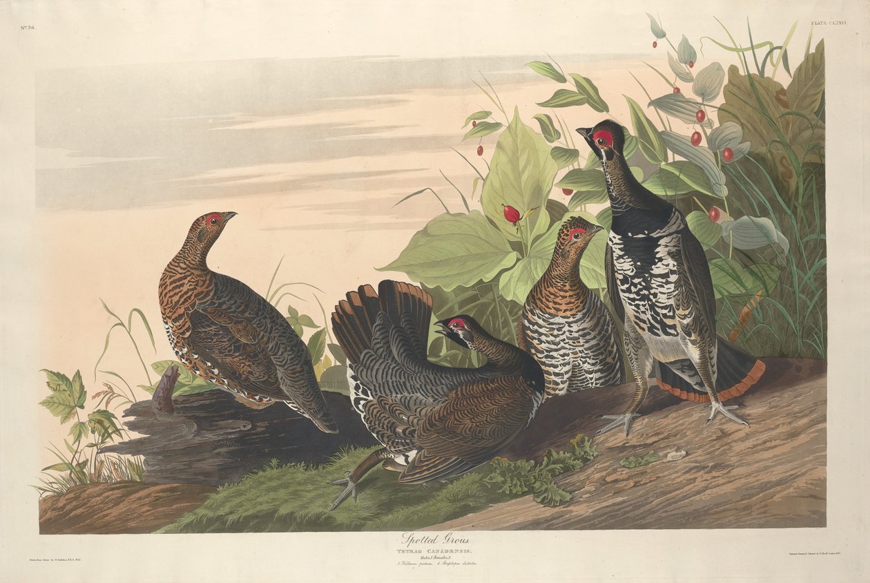 Fläckig Grous, 1833. av Robert Havell