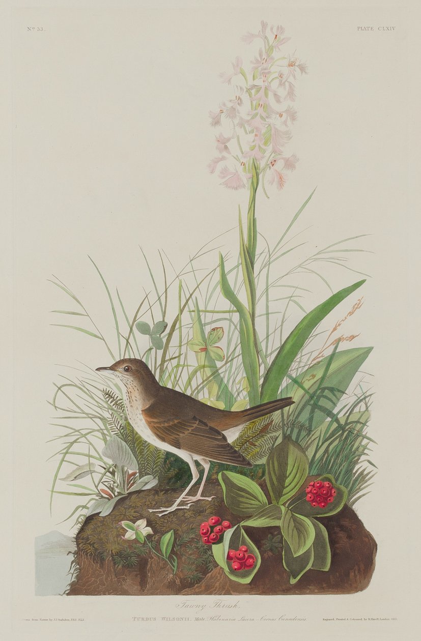 Tawny Thrush, 1833. av Robert Havell