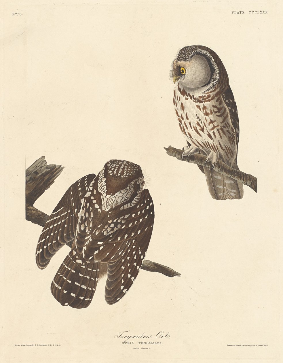 Tengmalms uggla, 1837. av Robert Havell