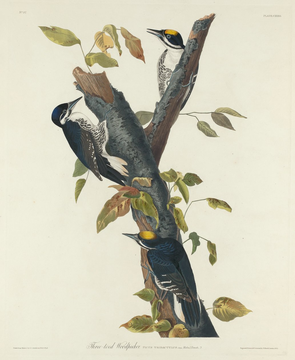 Tretåig hackspett, 1832. av Robert Havell