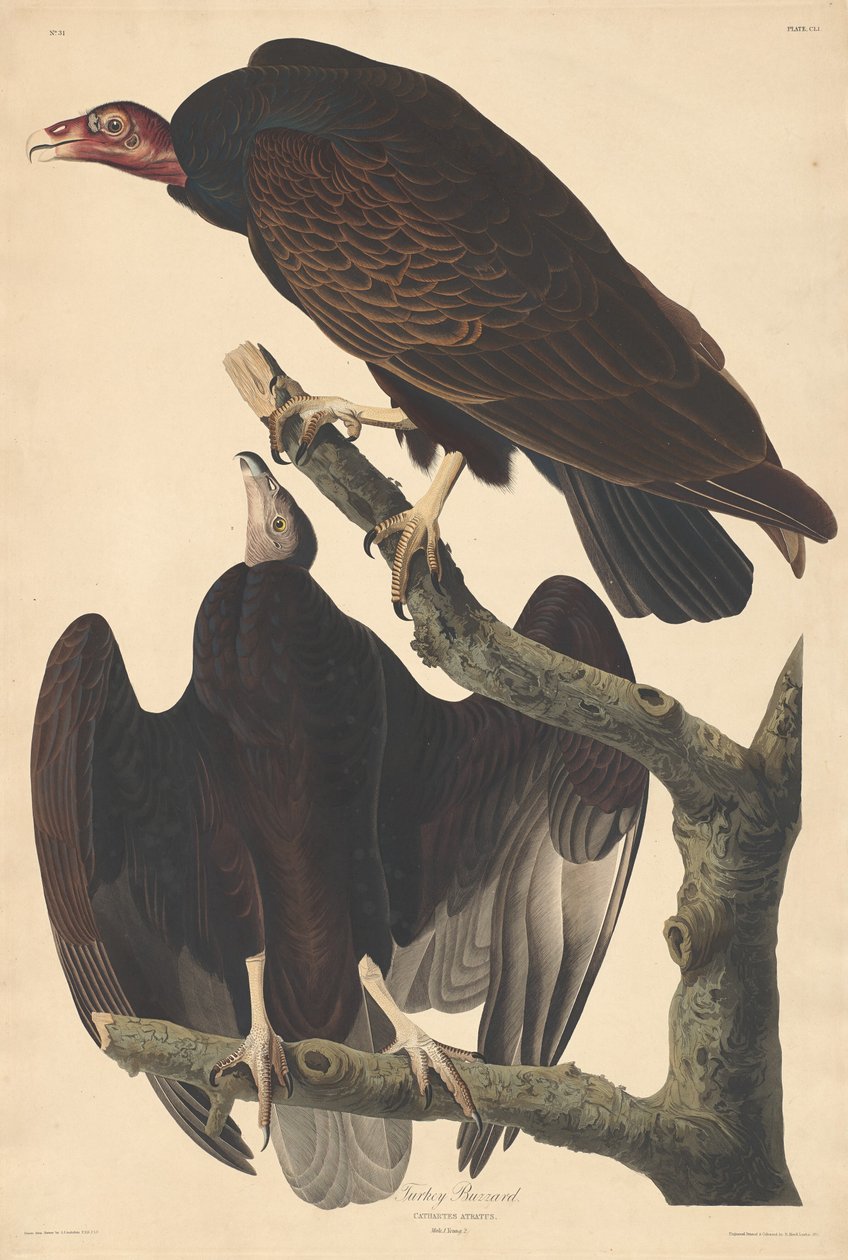 Turkiet ormvråk, 1832. av Robert Havell