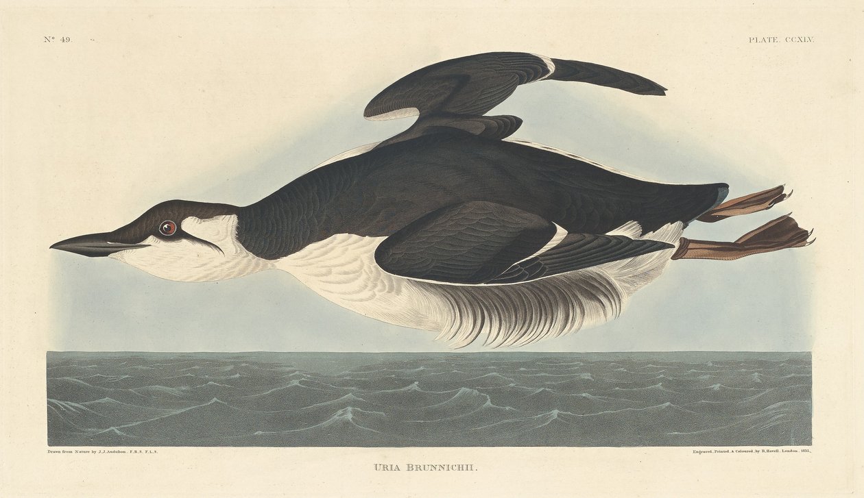 Uria Brunnichii, 1835. av Robert Havell