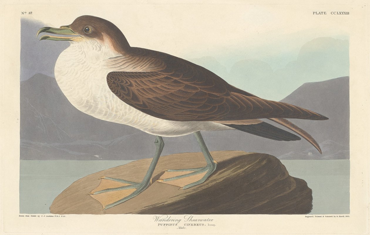 Vandrande shearwater, 1835. av Robert Havell