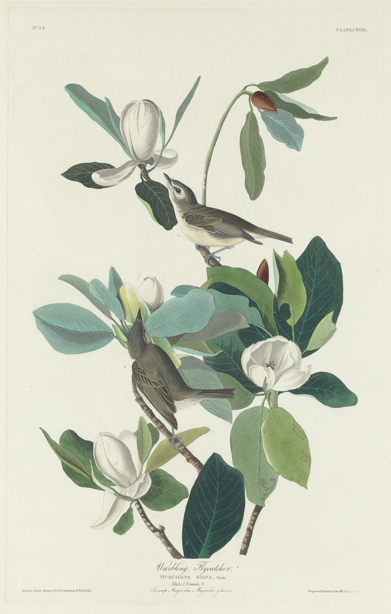 Warbling flugsnappare, 1831. av Robert Havell