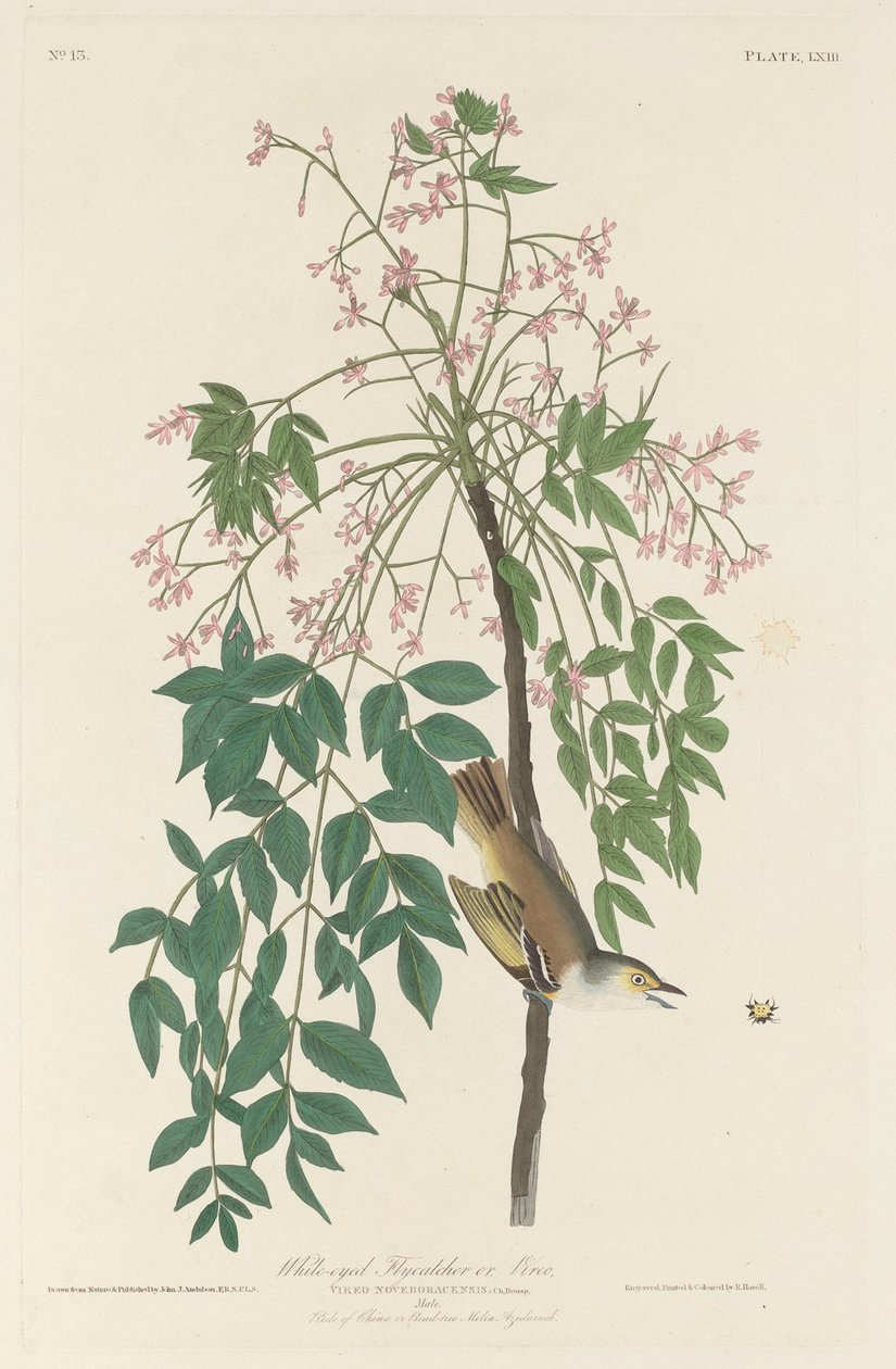 Vitögd flugfångare, 1829. av Robert Havell