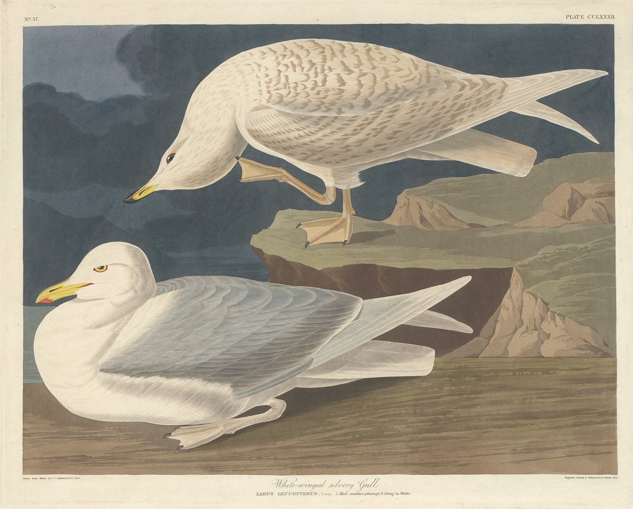 Vitvingad silvermås, 1835. av Robert Havell