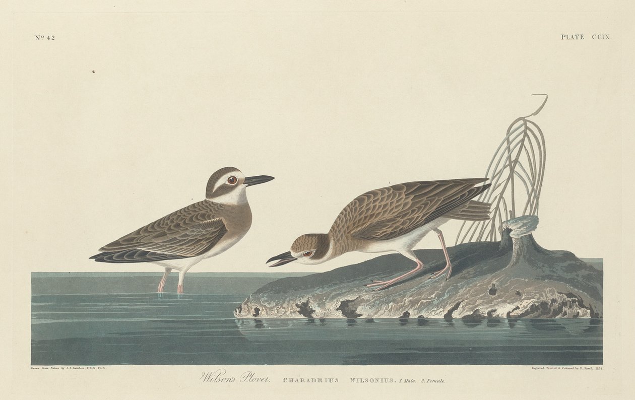 Wilsons Plover, 1834. av Robert Havell