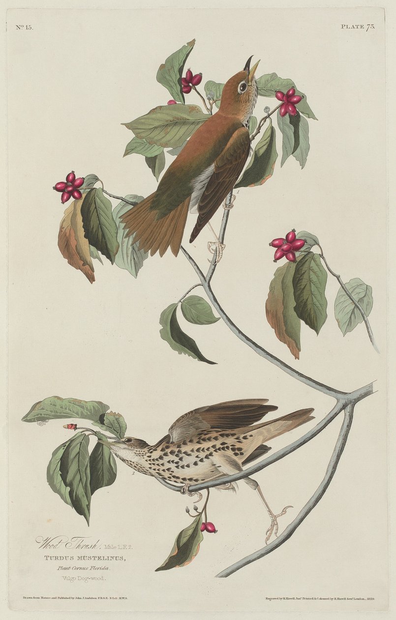 Trätrast, 1829. av Robert Havell