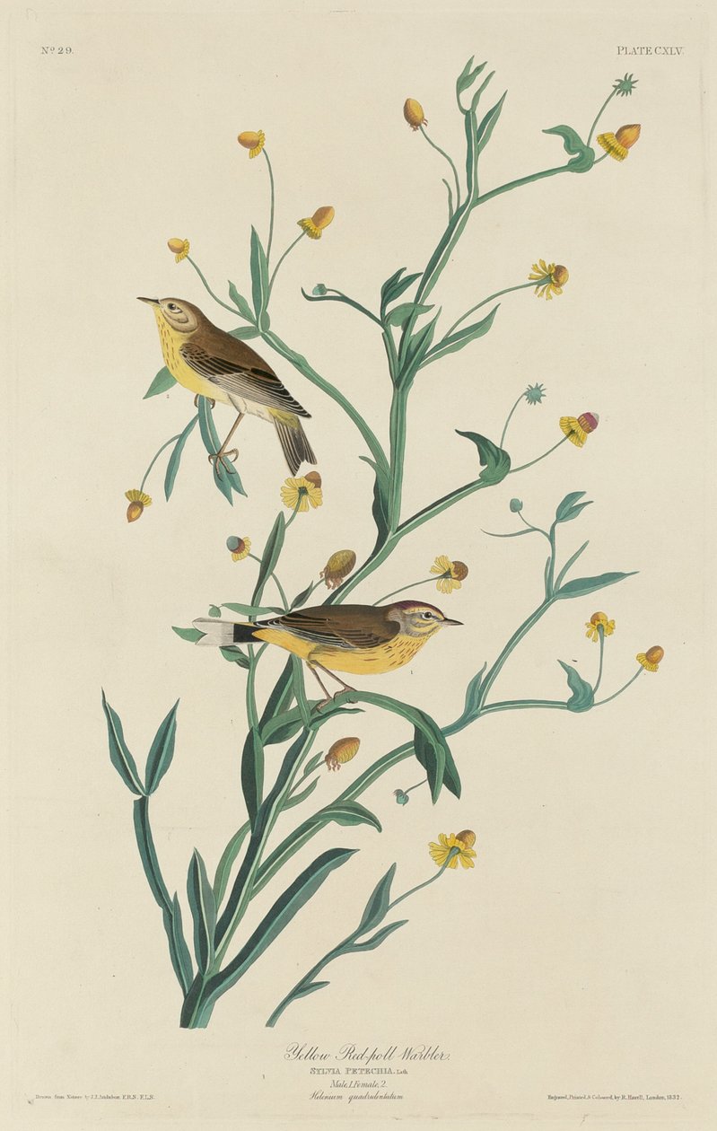 Gul rödsångare, 1832. av Robert Havell