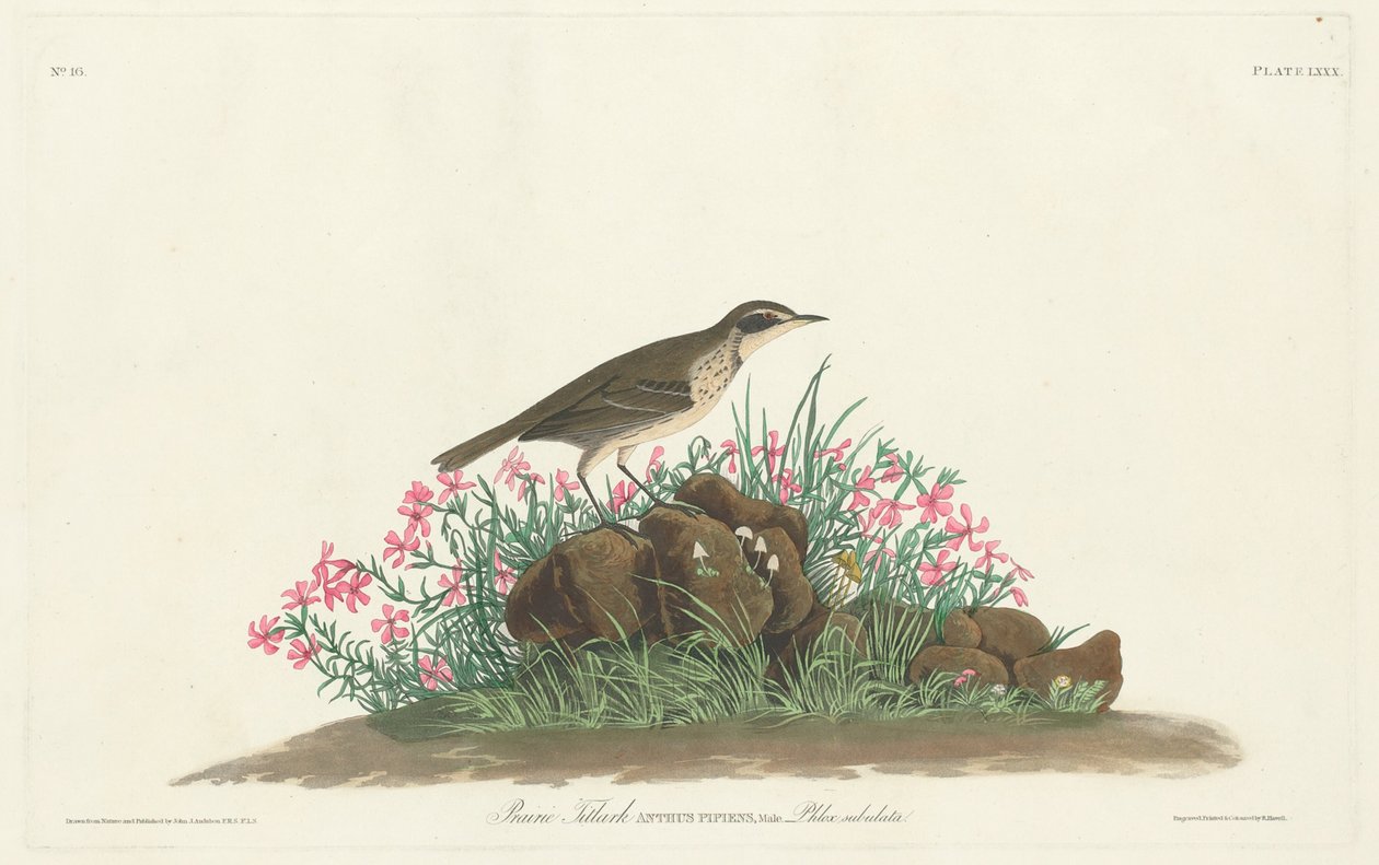 Prairie Titlark av Robert Havell, Jr. after John James Audubon