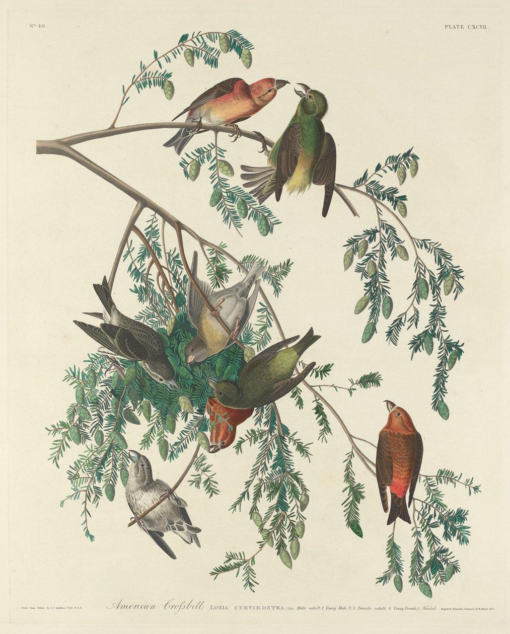 Amerikansk korsnäbb av Robert Havell after John James Audubon