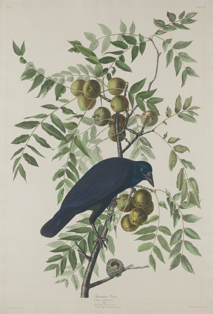 Amerikansk kråka av Robert Havell after John James Audubon