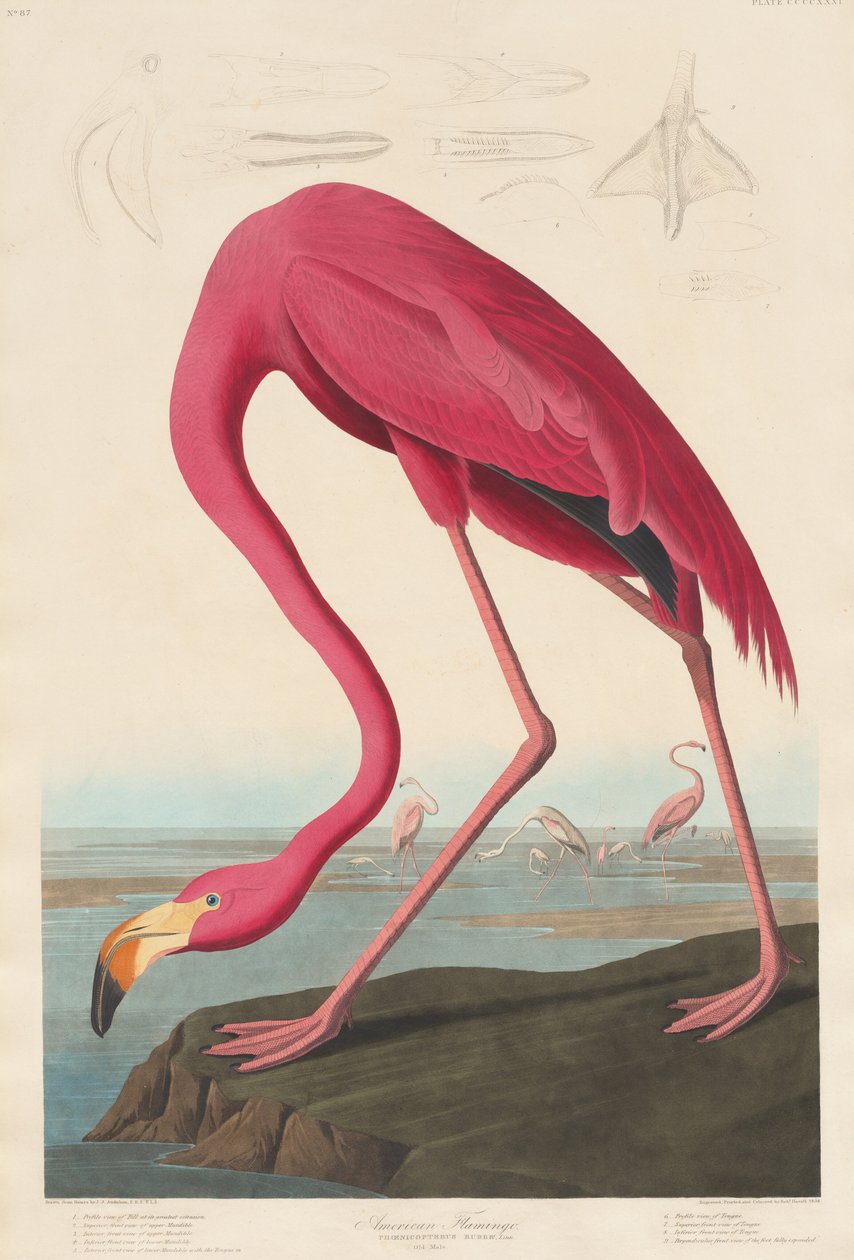 Amerikansk Flamingo av Robert Havell after John James Audubon