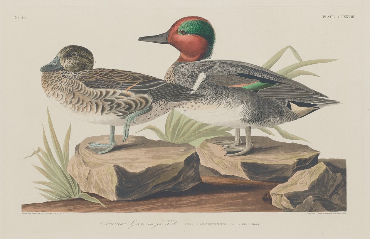 Amerikansk grönvingad kricka av Robert Havell after John James Audubon