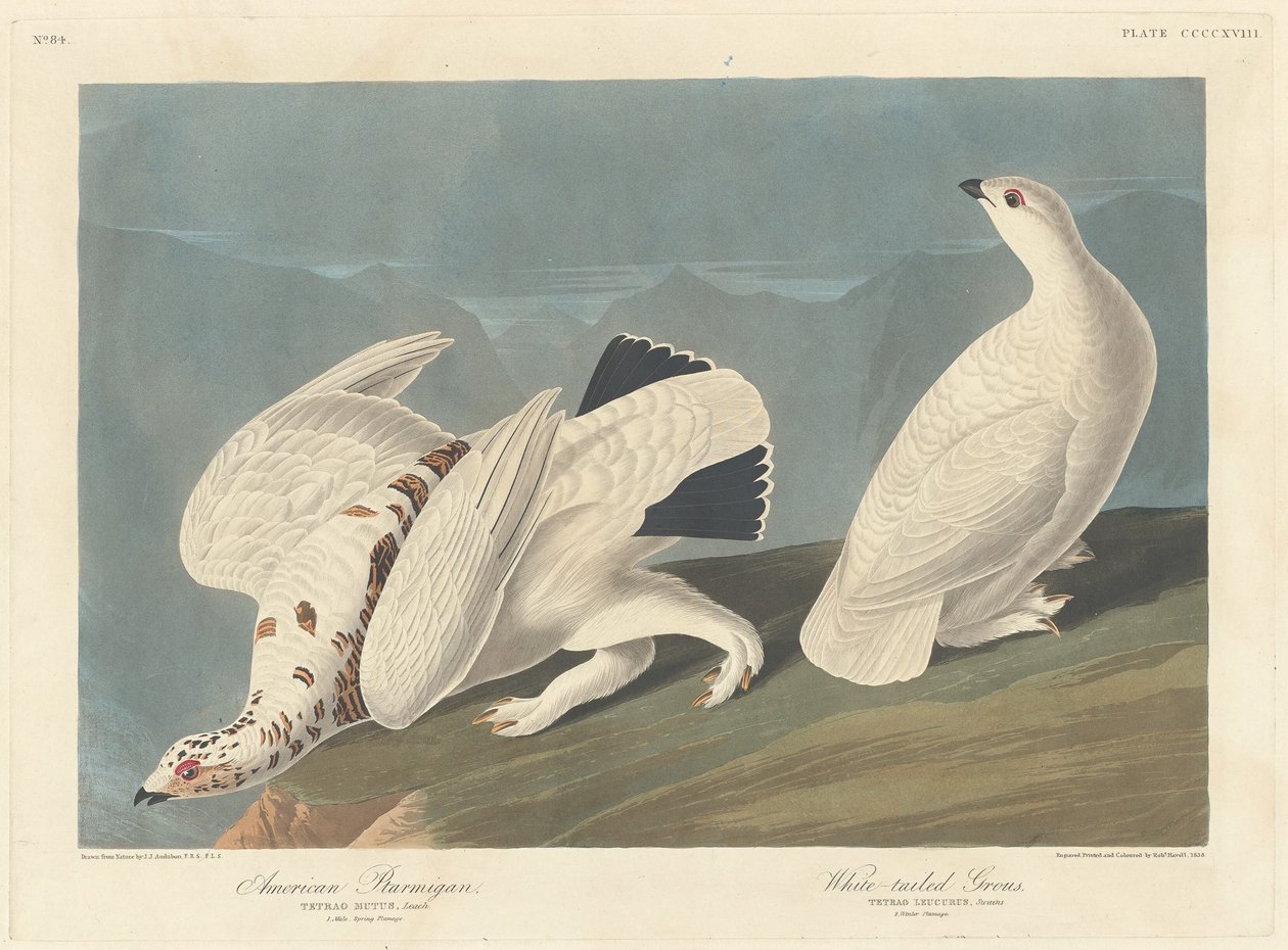 Amerikansk ripa och ripa av Robert Havell after John James Audubon