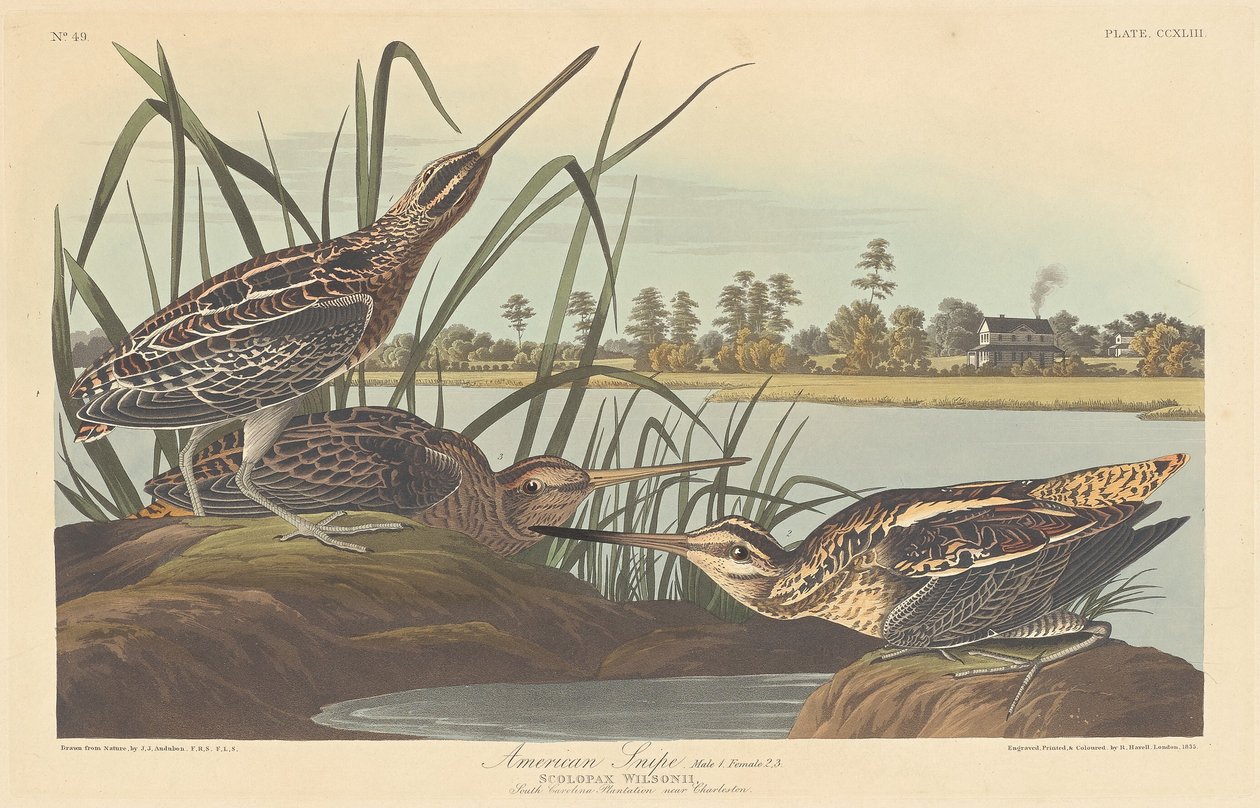 Amerikansk snipa av Robert Havell after John James Audubon