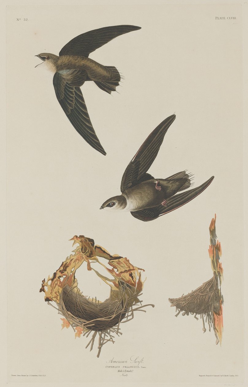 Amerikanska Swift av Robert Havell after John James Audubon