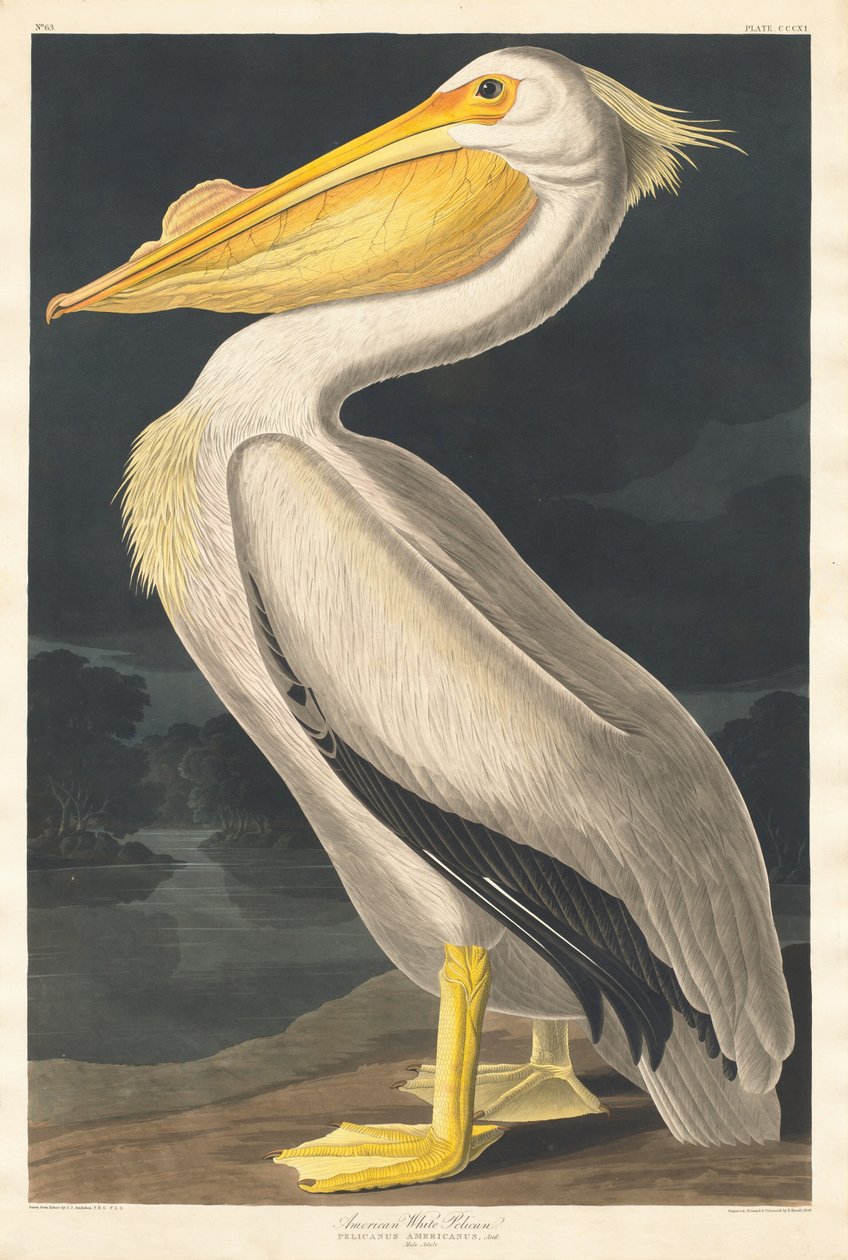 Amerikansk vit pelikan av Robert Havell after John James Audubon