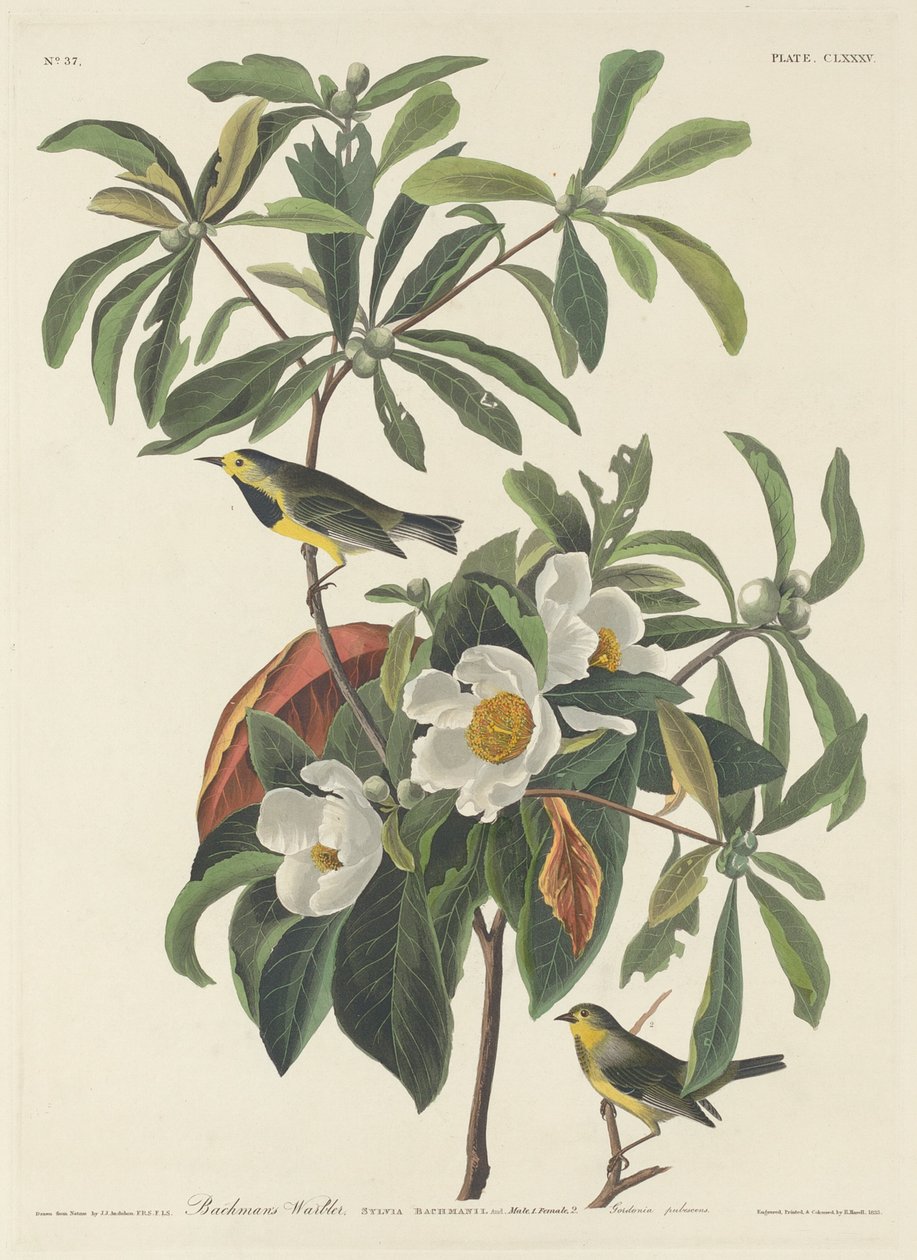Bachmans sångare av Robert Havell after John James Audubon