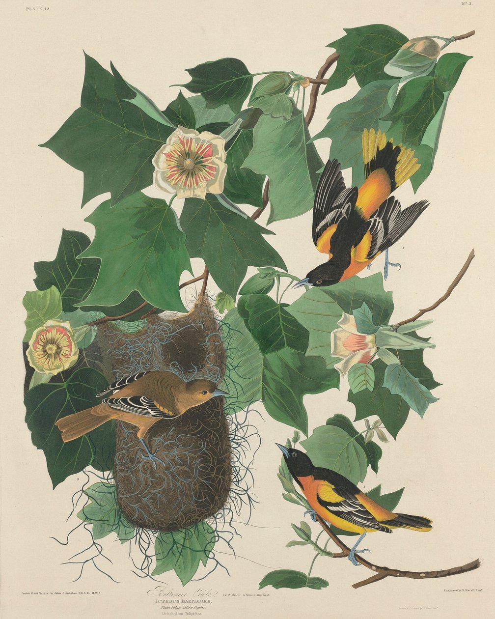 Baltimore Oriole av Robert Havell after John James Audubon
