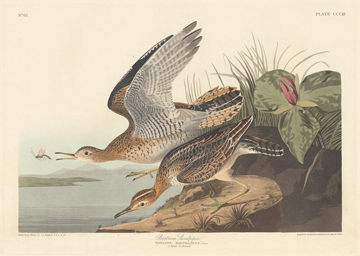 Bartram Sandpiper av Robert Havell after John James Audubon