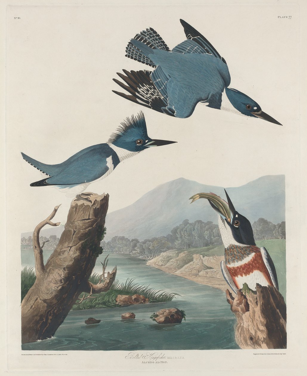 Bältad kungsfiskare av Robert Havell after John James Audubon
