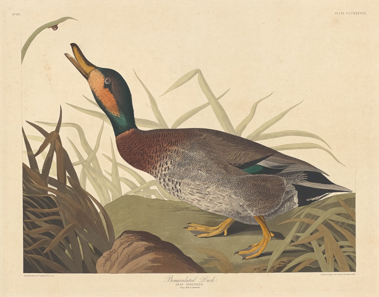 Bemakulerad anka av Robert Havell after John James Audubon