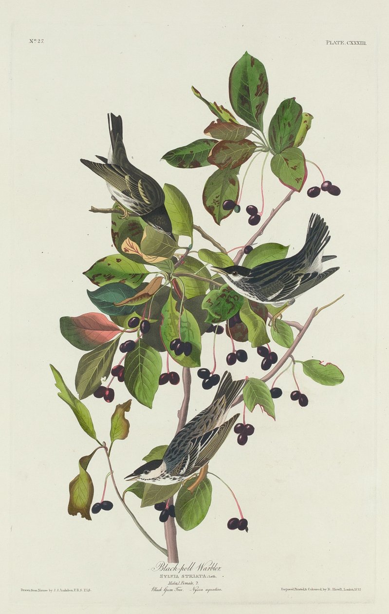 Black-Pool sångare av Robert Havell after John James Audubon