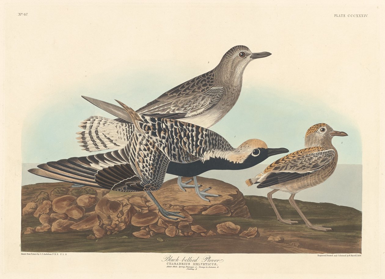 Svartbukad Plöver av Robert Havell after John James Audubon