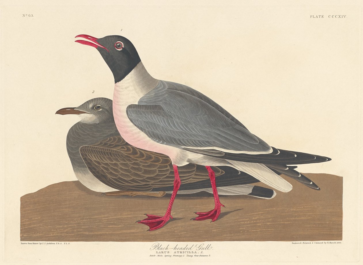 Svarthuvudmås av Robert Havell after John James Audubon